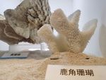 珊瑚