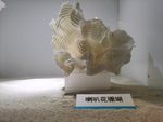 珊瑚
