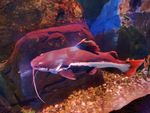 海洋生物