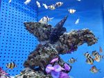 海洋生物
