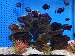 海洋生物