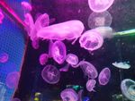 水母