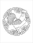 公鸡