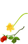 玫瑰花