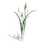 薹草