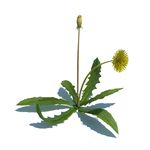 蒲公英