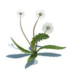蒲公英