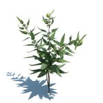 荨麻