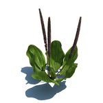 车前草