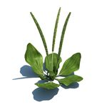 车前草