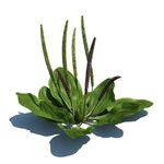 车前草