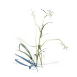雀麦