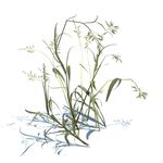 雀麦