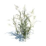 芦苇