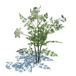 象草