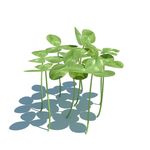 车轴草