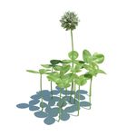 车轴草