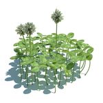 车轴草