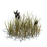 棒头草