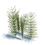 问荊