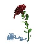 长寿花