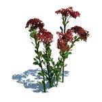 长寿花