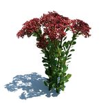 长寿花