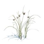 球穗扁莎