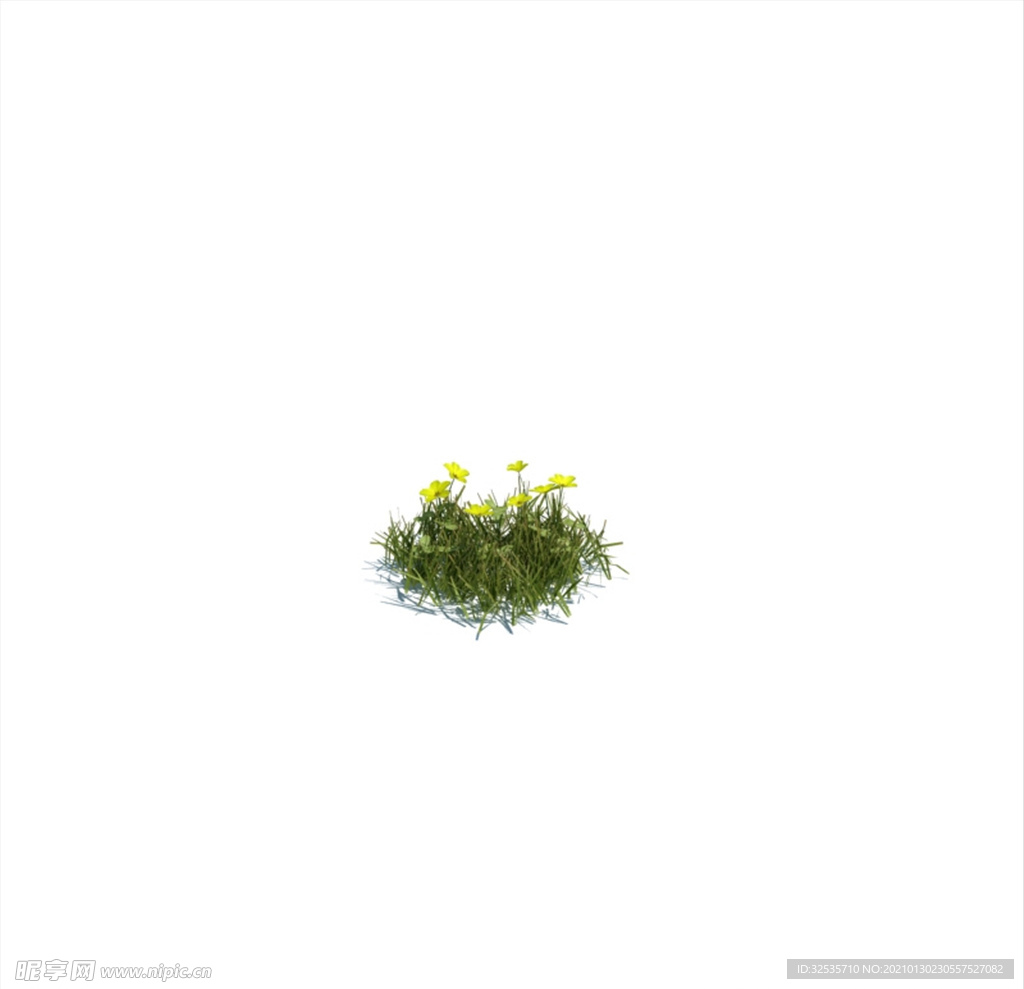 酢浆草