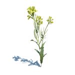 油菜花
