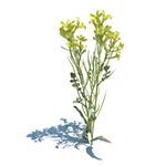 油菜花