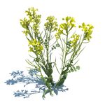 油菜花