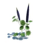 叶扇豆