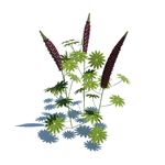 羽扇豆
