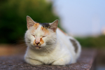 猫