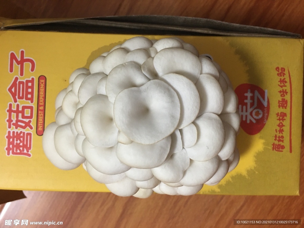 盒子蘑菇