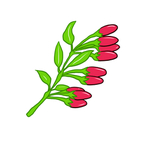 枸杞