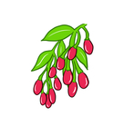 枸杞