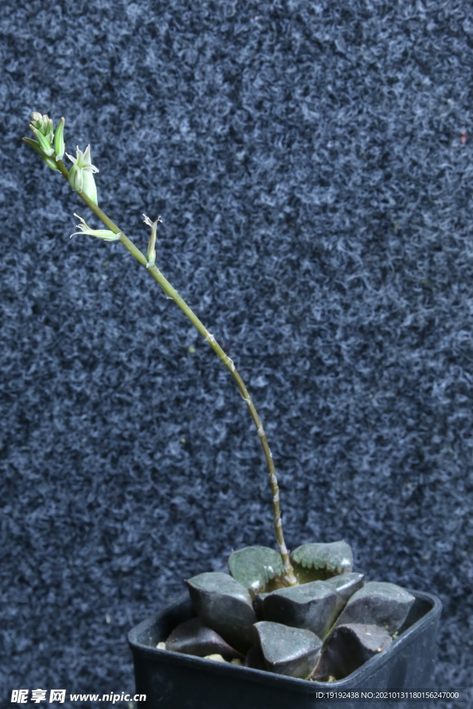 多肉植物