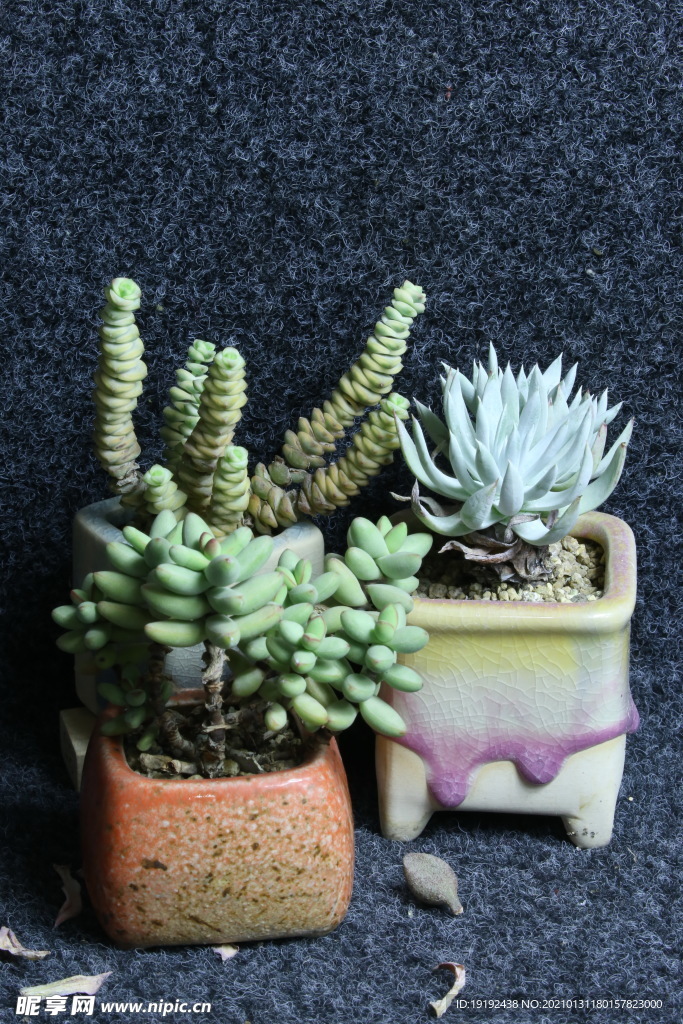 多肉植物
