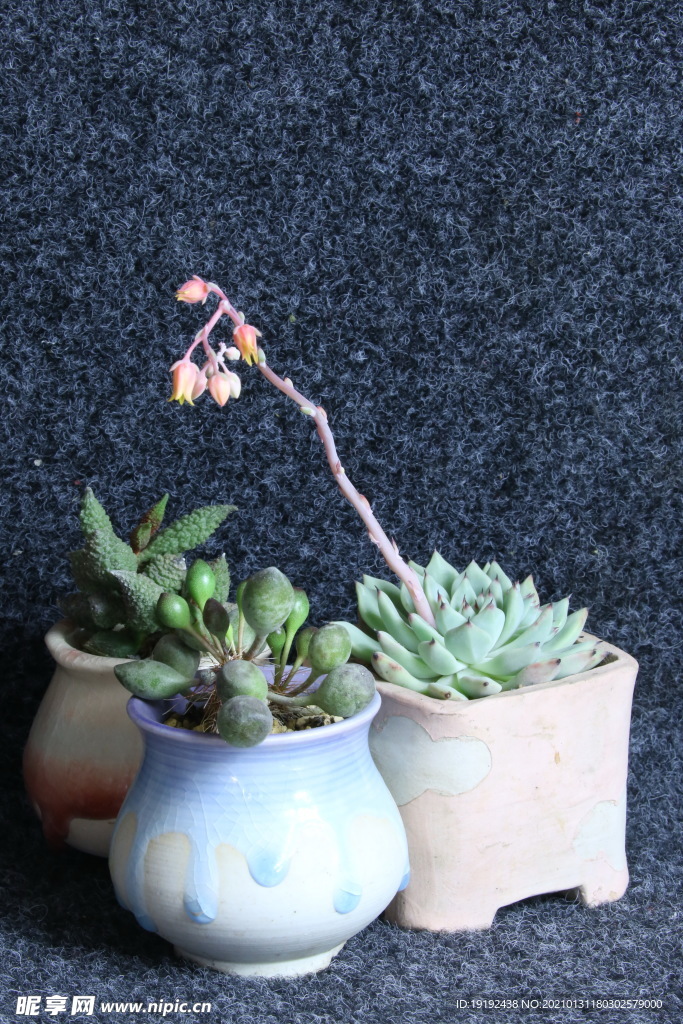 多肉植物