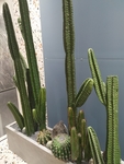 花卉