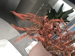 花卉