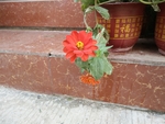 花卉