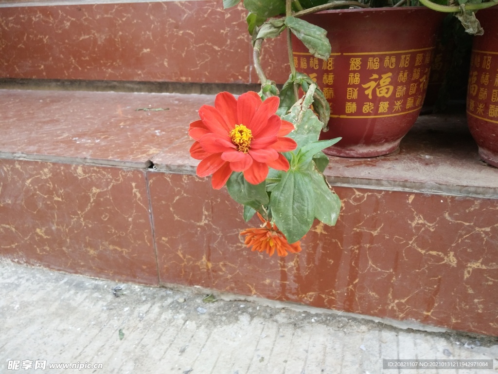 花卉