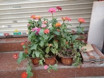 花卉