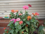 花卉