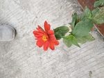 花卉