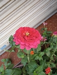 花卉
