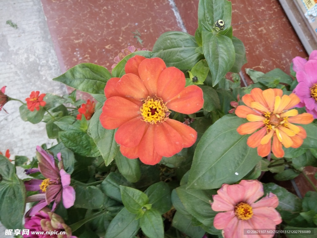 花卉